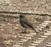 1-Rougequeue noir | Phoenicurus ochruros | Black Redstart